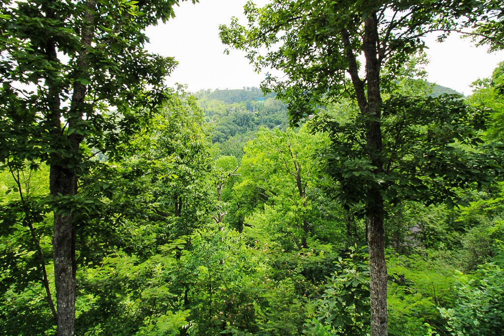 443 Loop Road Gatlinburg, TN 37738 - Photo 2 of 40 a view of a lush green forest