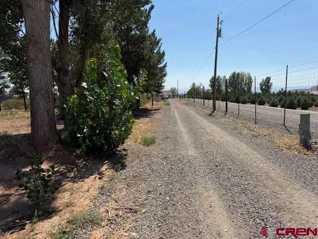a view of a dry yard with trees