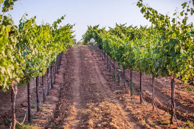 $6,275,000 | 21215 Shenandoah School Road, Plymouth, CA 95669