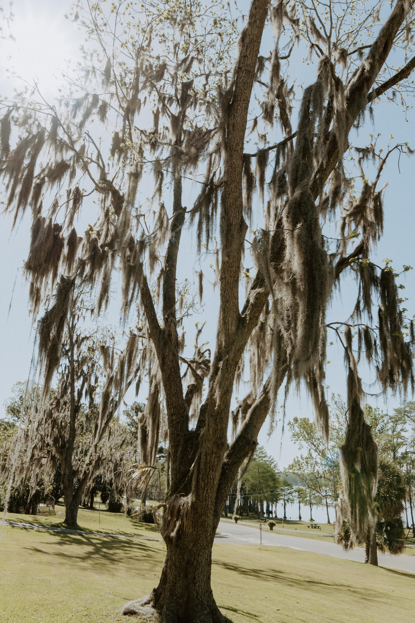 23622 Fifth Avenue Florala, AL 36442 - Photo 66 of 91 a view of a yard with large trees