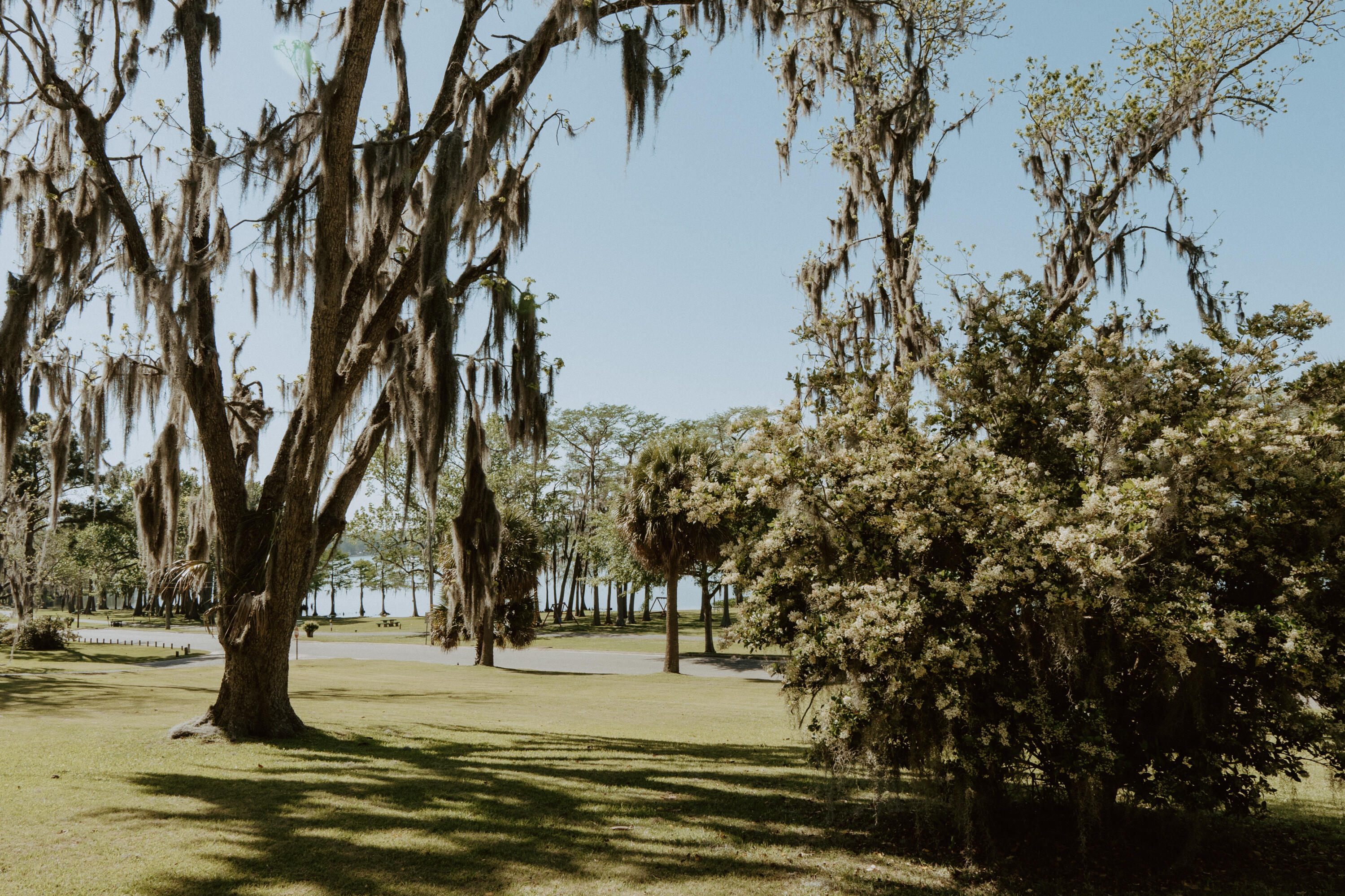 23622 Fifth Avenue Florala, AL 36442 - Photo 67 of 91 a view of a yard with trees