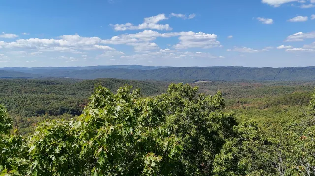 a view of a bunch of trees