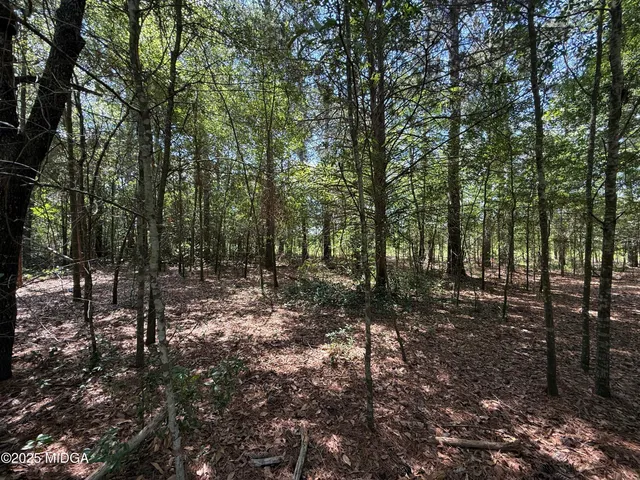 a view of a forest with trees in the background