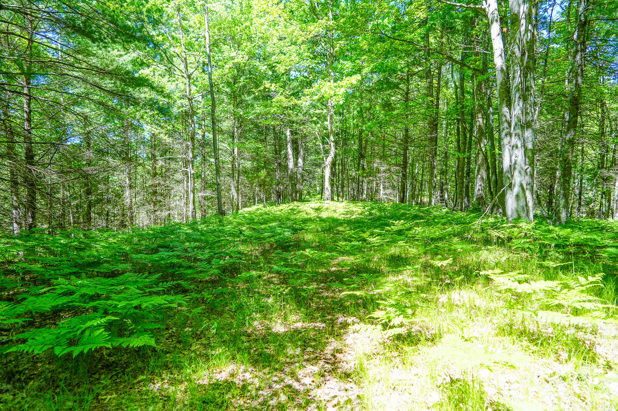 4993 Little River Road Manistee, MI 49660 - Photo 23 of 62 DSC00297