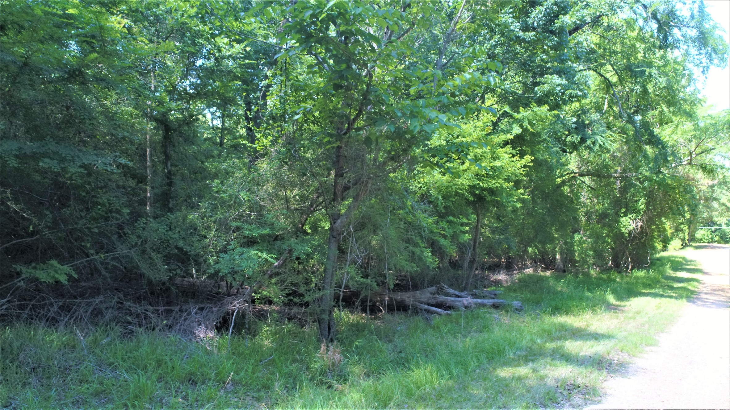 Tbd Forest Road Crockett, TX 75835 - Photo 4 of 8 a view of a lush green forest