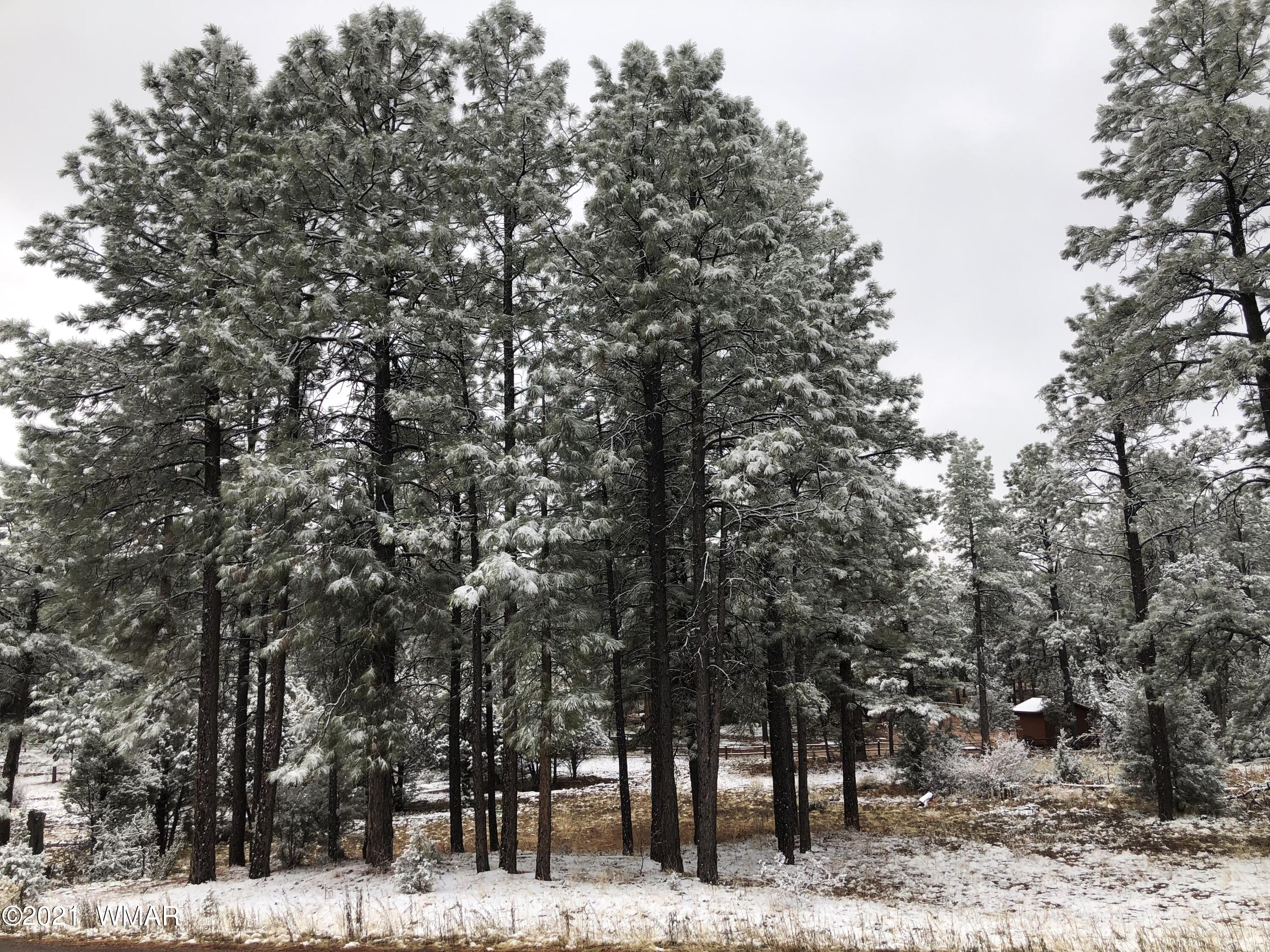 2209 Chevelon Road Overgaard, AZ 85933 - Photo 3 of 8 a view of a large yard with lots of trees