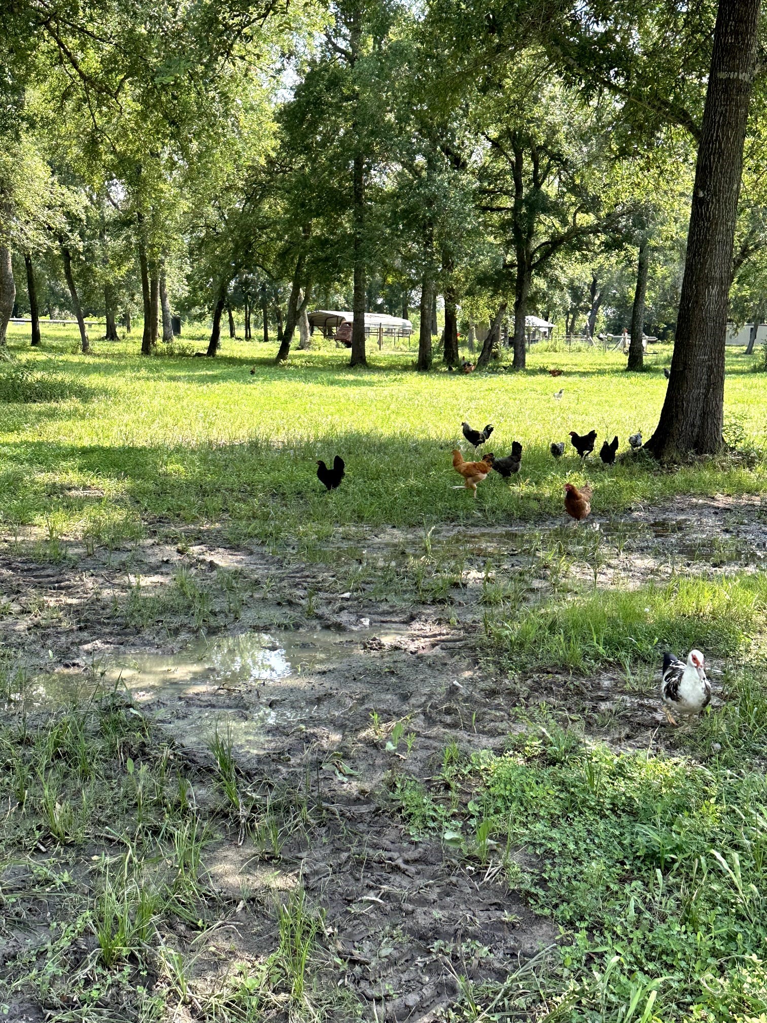 7207 County Road 194 Rosharon, TX 77583 - Photo 19 of 19