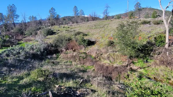 a view of a forest that has a tree