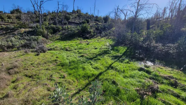 a view of a garden with a tree