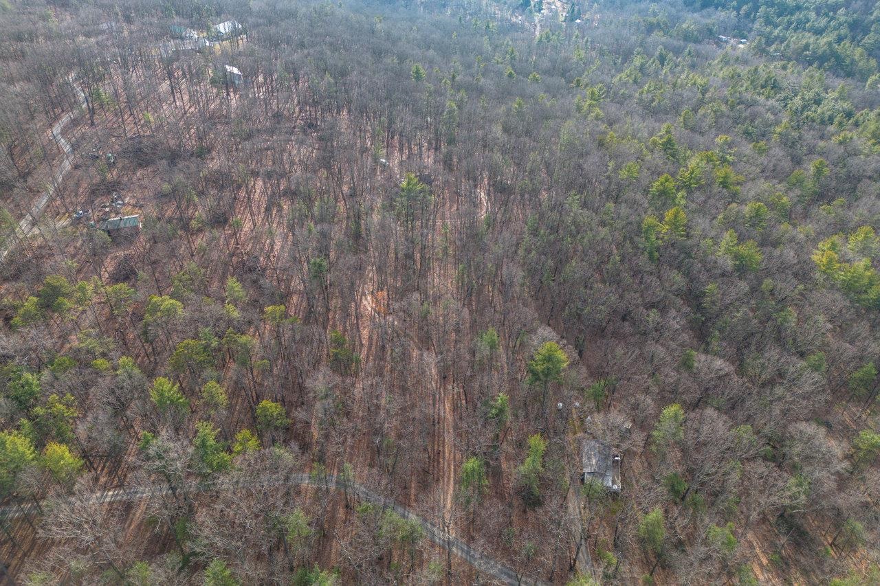 800 Cove Mountain Road Mathias, WV 26812 - Photo 72 of 74 a closeup of a plant