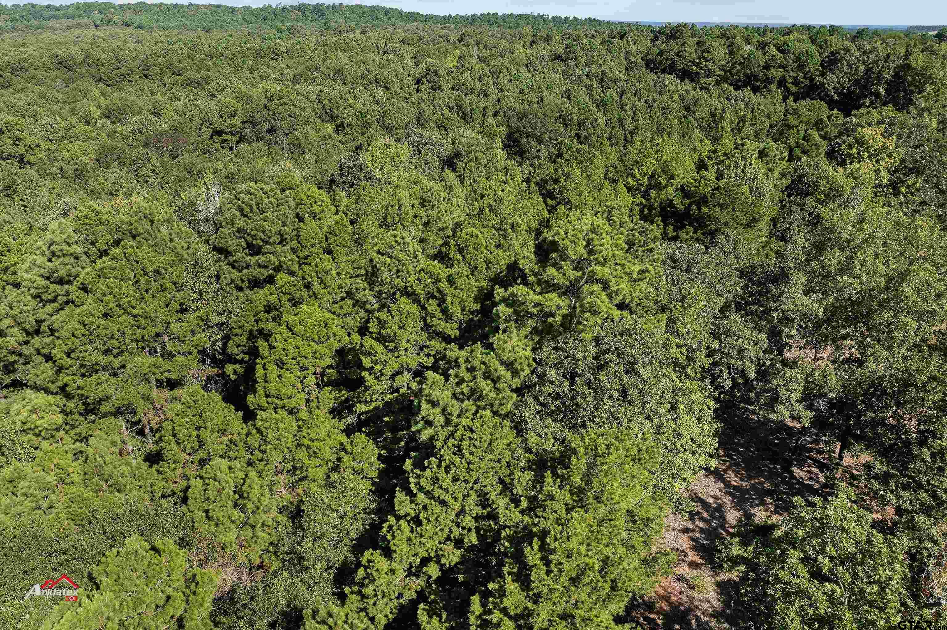 6973 FM 449 Marshall, TX 75670 - Photo 24 of 29 a view of a large yard with lots of green space
