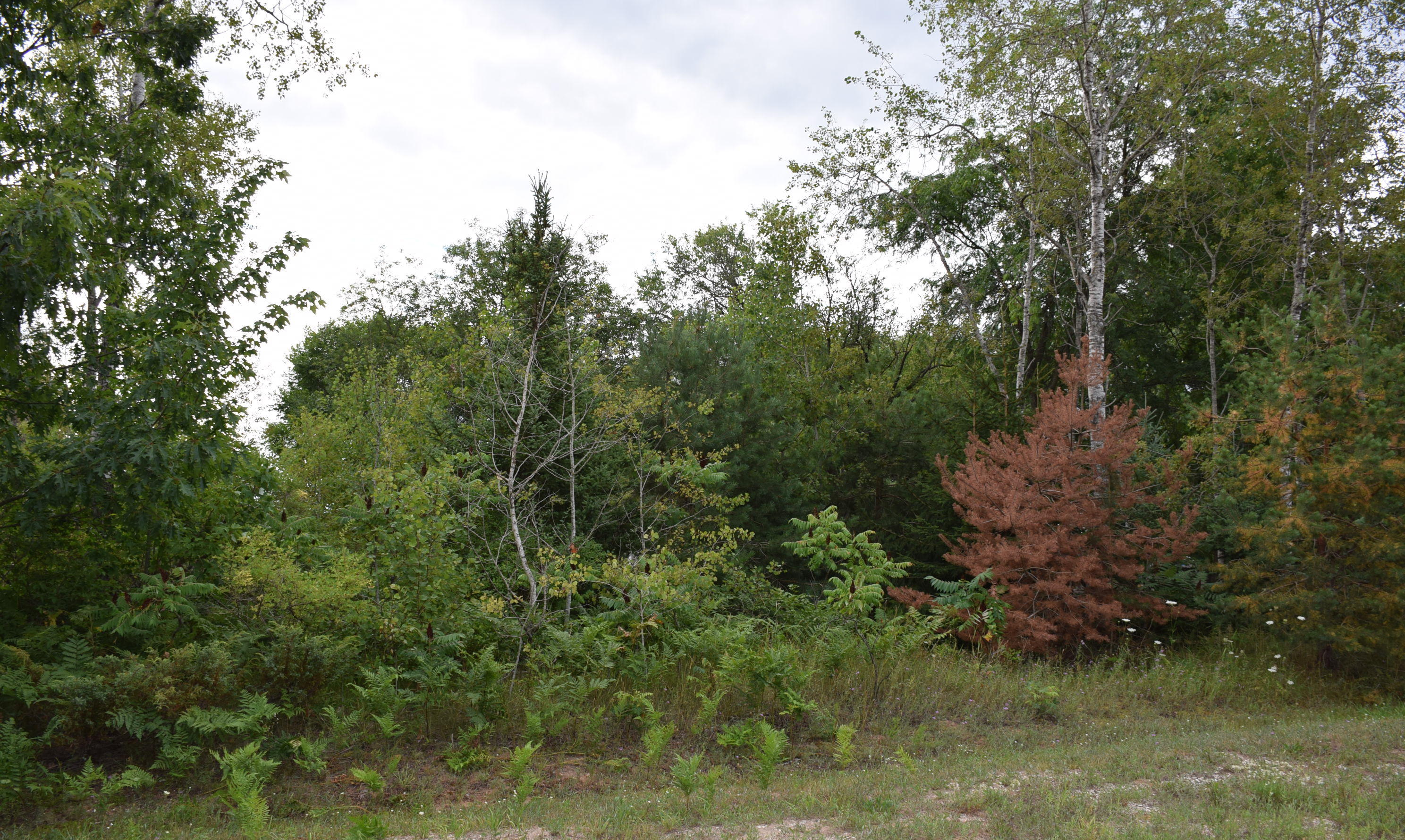 Terrace Street Alanson, MI 49706 - Photo 5 of 9 Gallery Image 5