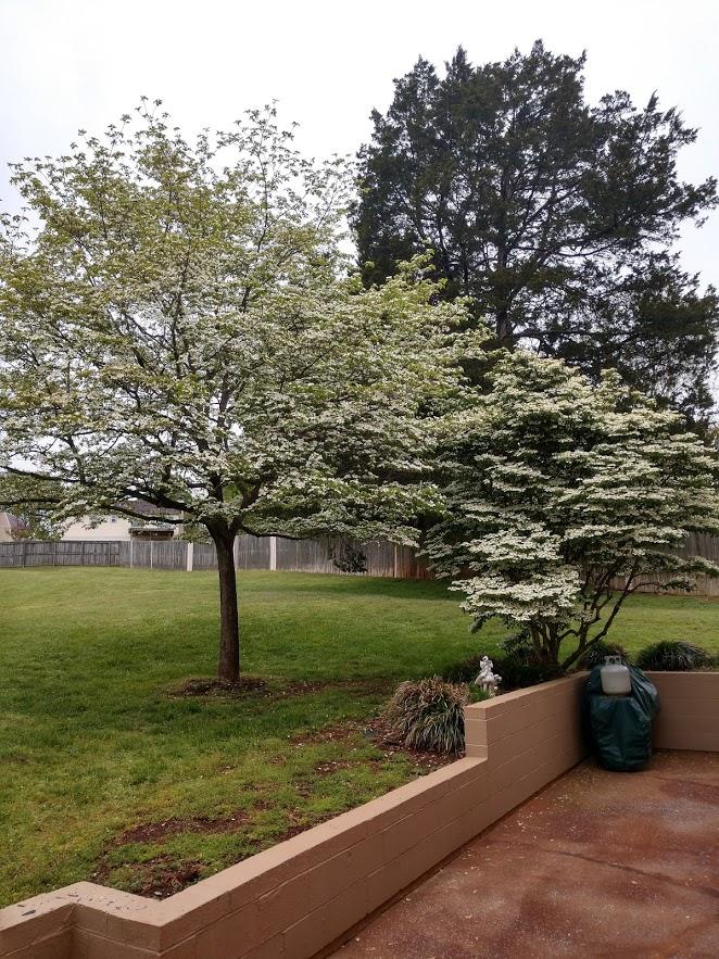 1819 Strathmore Road Knoxville, TN 37922 - Photo 22 of 23 Dogwoods blooming 2020