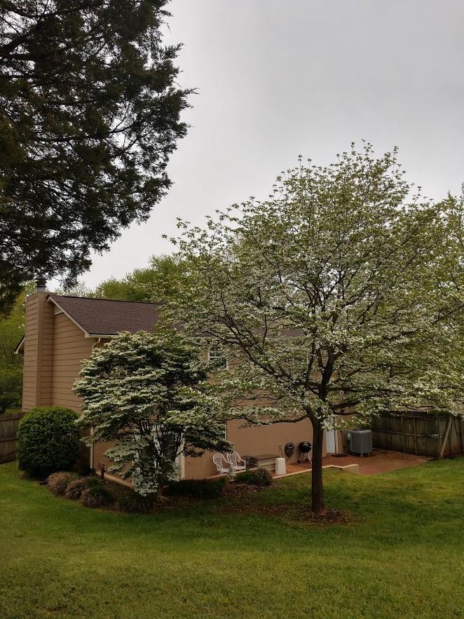1819 Strathmore Road Knoxville, TN 37922 - Photo 23 of 23 Dogwoods blooming 2020 - backyard