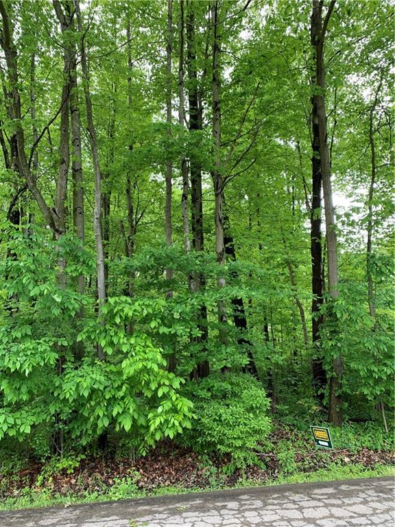 a view of a lush green forest