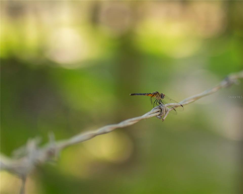 Southwest Addison Avenue, Unit A Arcadia, FL 34266 - Photo 8 of 13 a view of a swimming pool and a yard