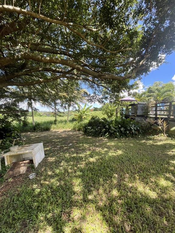 Camino Entrada Alley Lago, PR 00926 - Photo 17 of 82 a view of a yard with plants and large trees
