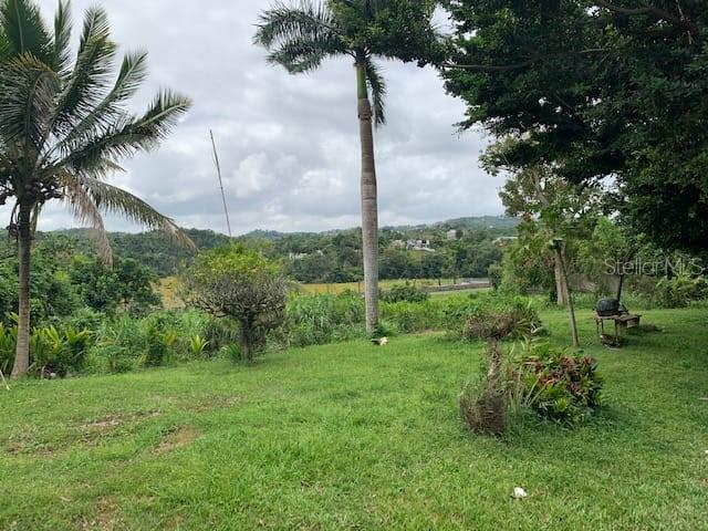 Camino Entrada Alley Lago, PR 00926 - Photo 23 of 82 a view of a garden with a tree