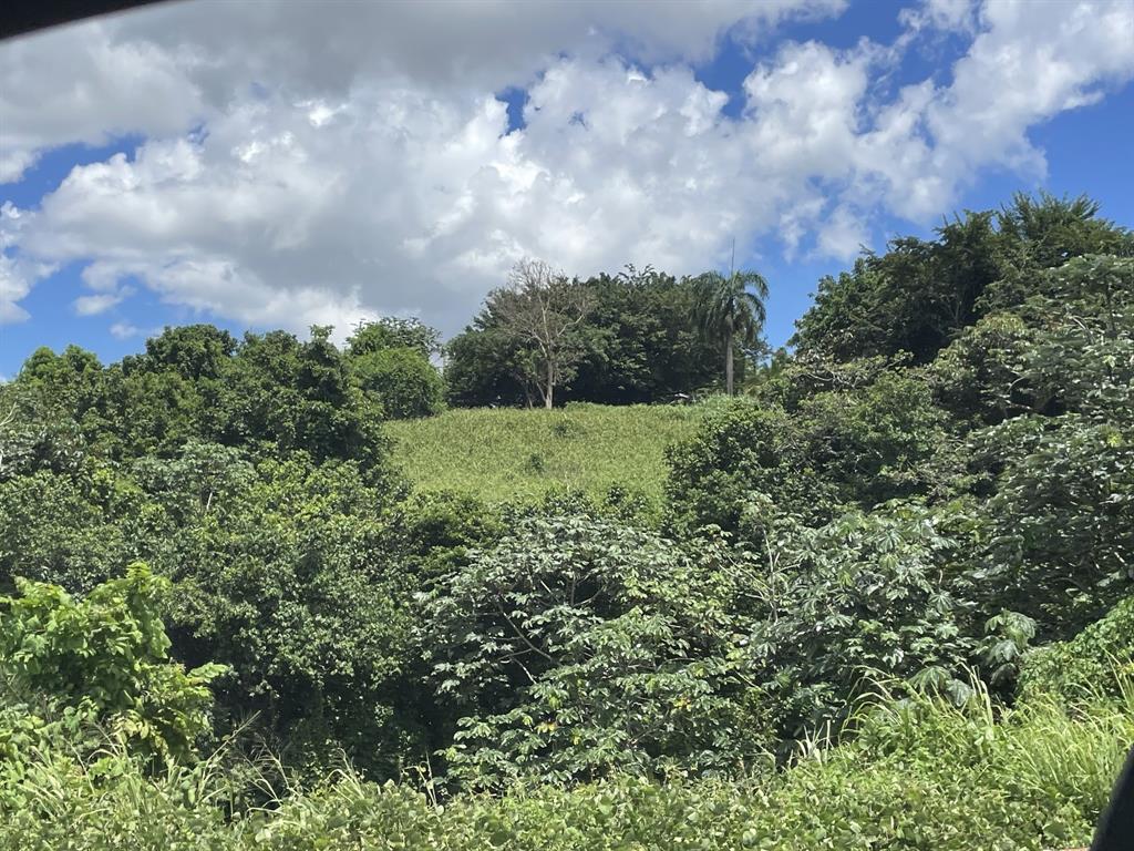 Camino Entrada Alley Lago, PR 00926 - Photo 30 of 82 a view of a big yard with lots of green space