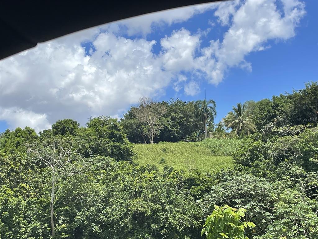 Camino Entrada Alley Lago, PR 00926 - Photo 33 of 82 a view of a bunch of trees