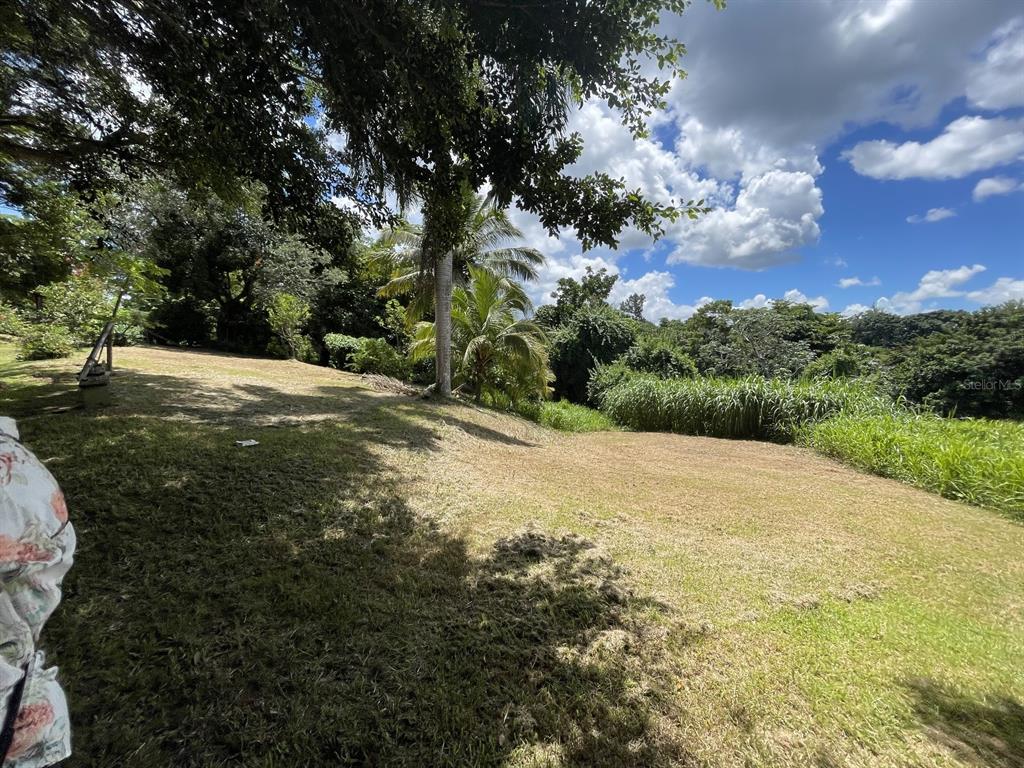 Camino Entrada Alley Lago, PR 00926 - Photo 35 of 82 a view of a yard with a tree