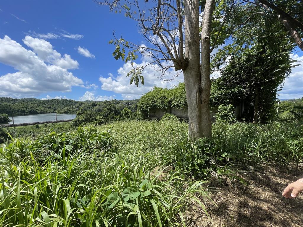 Camino Entrada Alley Lago, PR 00926 - Photo 38 of 82 a view of a garden with a tree