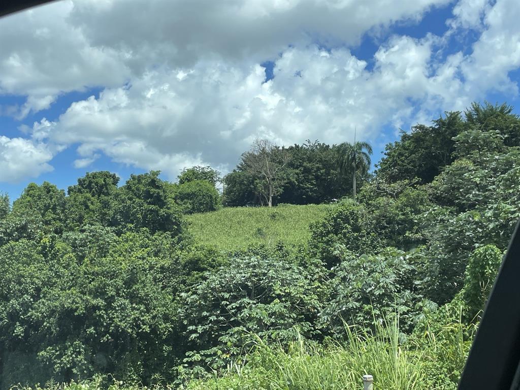 Camino Entrada Alley Lago, PR 00926 - Photo 46 of 82 a view of a big yard with lots of green space