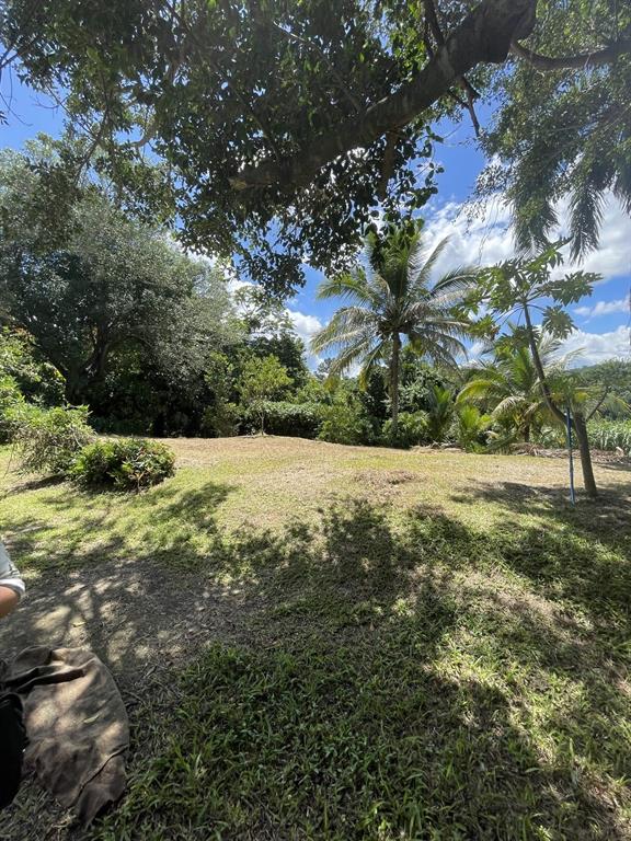 Camino Entrada Alley Lago, PR 00926 - Photo 48 of 82 a view of a yard with a tree