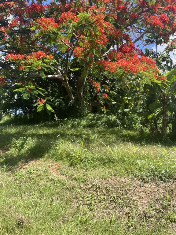 Camino Entrada Alley Lago, PR 00926 - Photo 60 of 82 a view of a tree