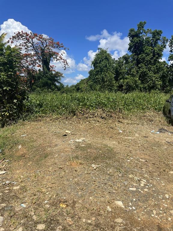 Camino Entrada Alley Lago, PR 00926 - Photo 66 of 82 a view of a yard with a tree