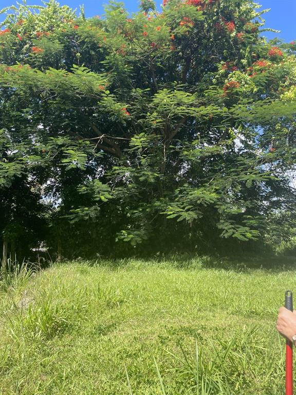 Camino Entrada Alley Lago, PR 00926 - Photo 67 of 82 a view of outdoor space and yard