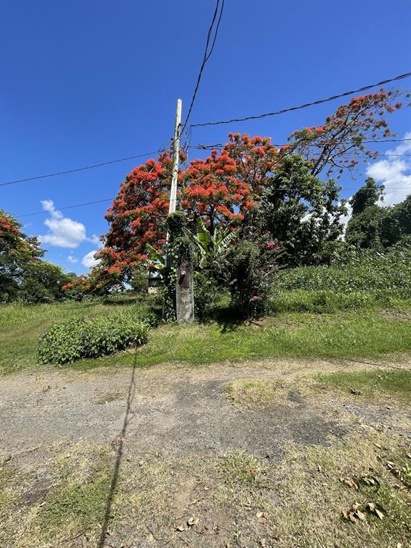 Camino Entrada Alley Lago, PR 00926 - Photo 69 of 82 a view of a yard