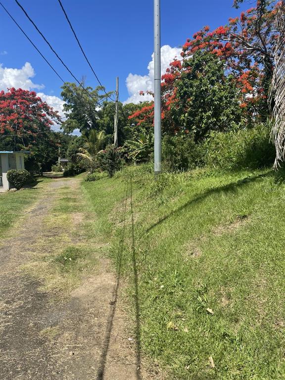 Camino Entrada Alley Lago, PR 00926 - Photo 70 of 82 a view of a yard with plants