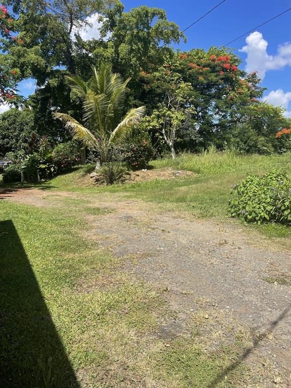 Camino Entrada Alley Lago, PR 00926 - Photo 71 of 82 a view of a field with an trees