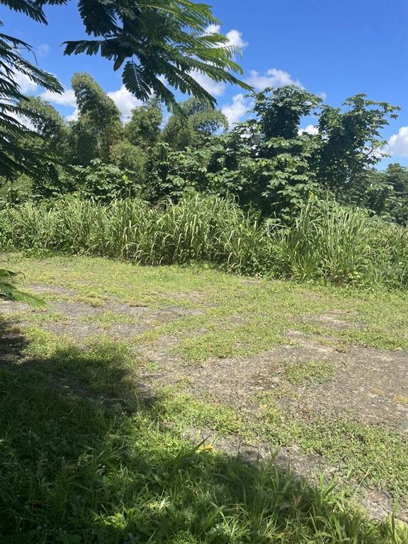 Camino Entrada Alley Lago, PR 00926 - Photo 73 of 82 a view of a field with a tree