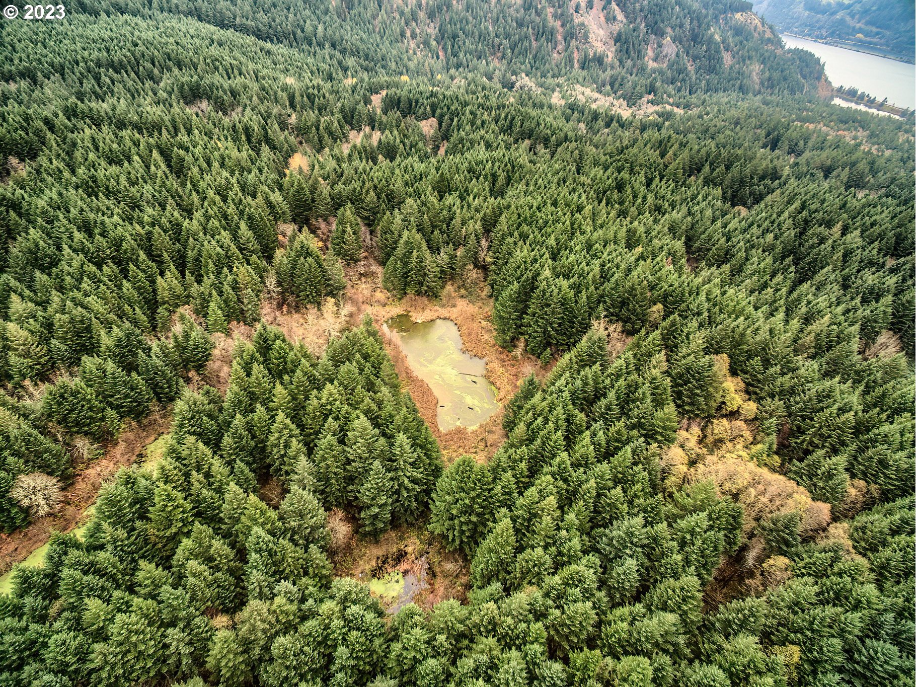 Bergen Road Stevenson, WA 98648 - Photo 6 of 17 view of a lush green forest