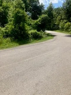 a view of a yard with a plant