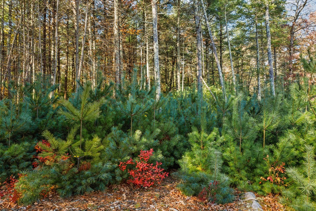 413 Hill Farm Road Coventry, RI 02816 - Photo 8 of 40 Gallery Image 8