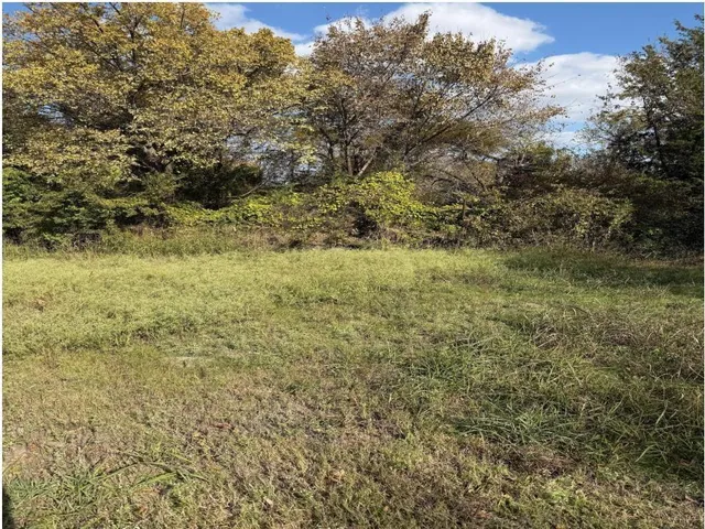a view of a yard with trees