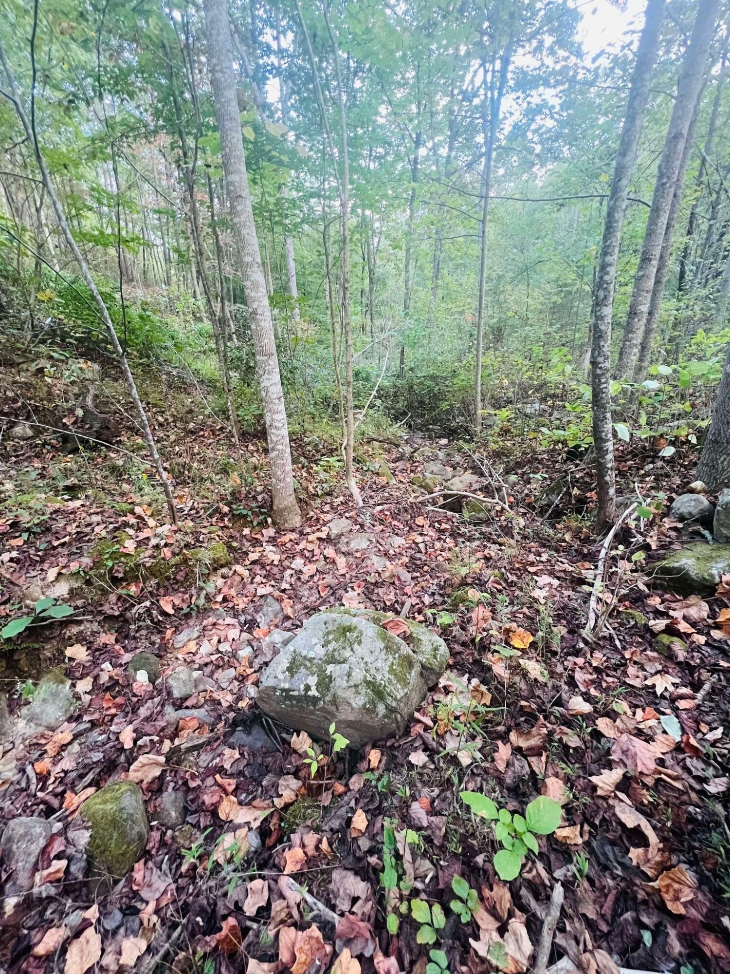 0 Blue Sewanee Road Dunlap, TN 37327 - Photo 2 of 13 Gallery Image 2