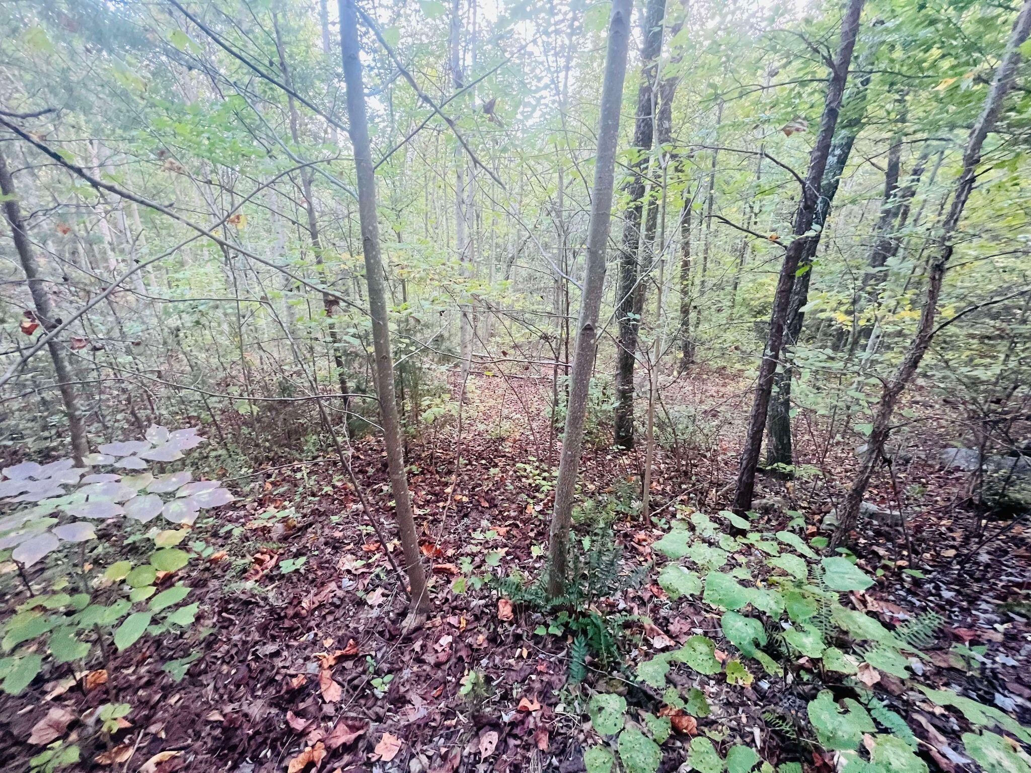 0 Blue Sewanee Road Dunlap, TN 37327 - Photo 5 of 13 Gallery Image 5