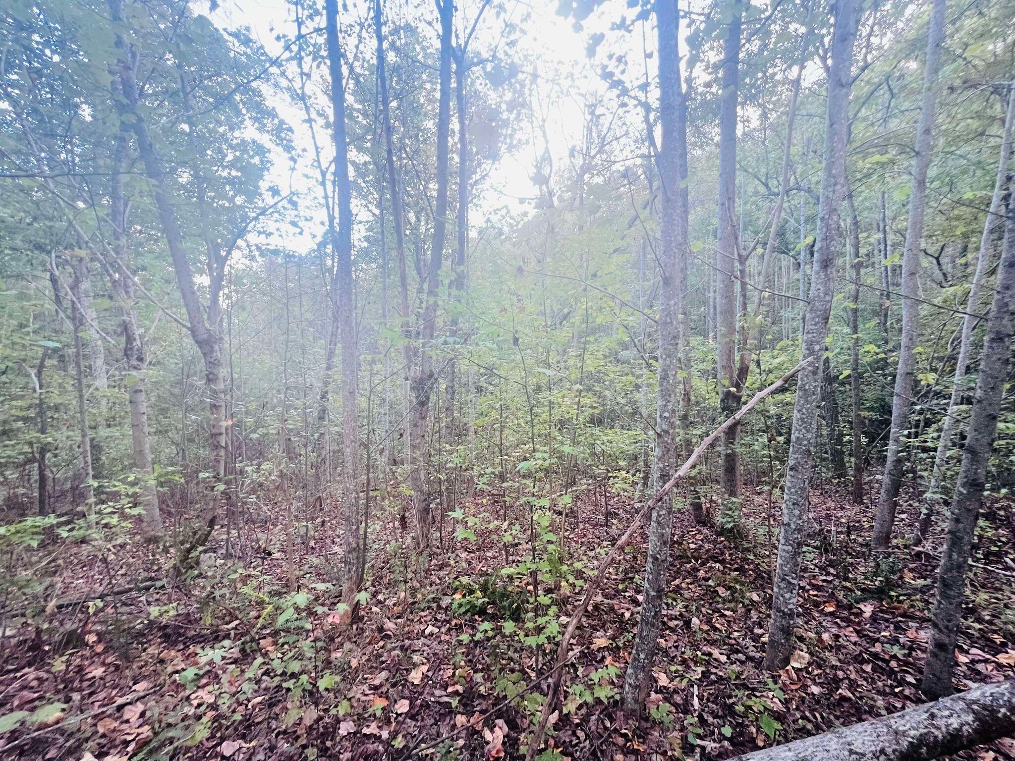 0 Blue Sewanee Road Dunlap, TN 37327 - Photo 7 of 13 Gallery Image 7