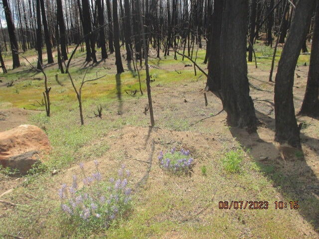 Lot - Black Pine Road Bly, OR 97622 - Photo 5 of 12 IMG_1672