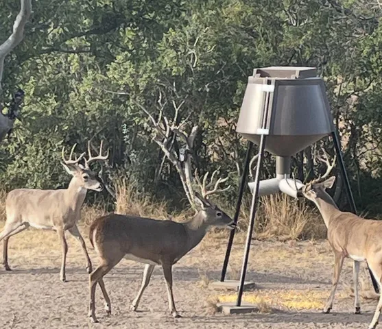 a view of swimming pool and trees in the background