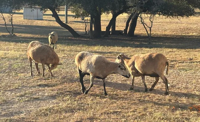 $799,000 | 25525 Ranch Road 2323, Llano, TX 78643