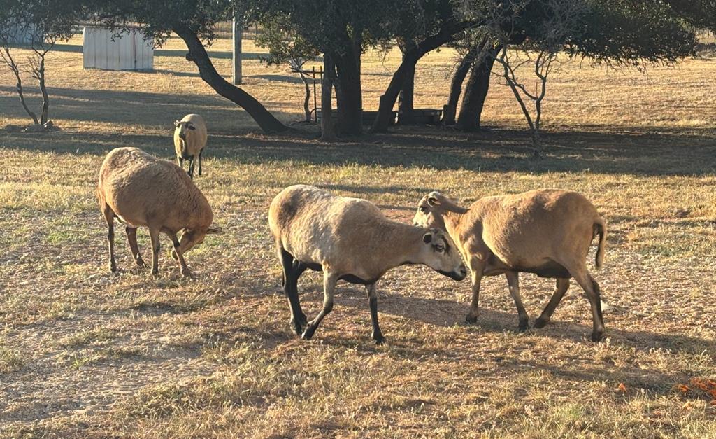 25525 Ranch Road 2323 Llano, TX 78643 - Photo 39 of 40 a view of swimming pool and trees in the background