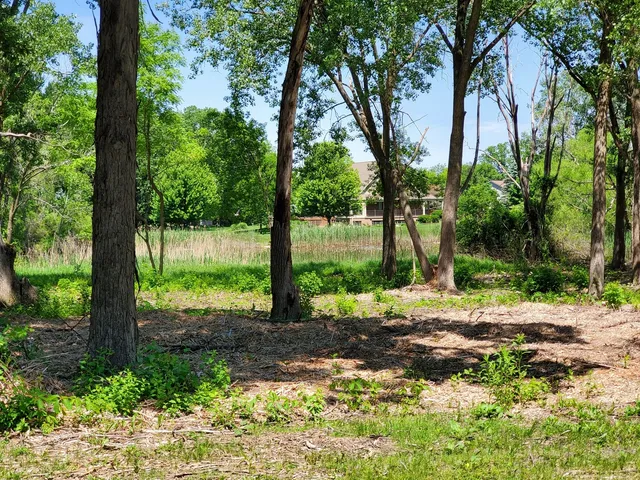 a view of a yard with plants and large trees