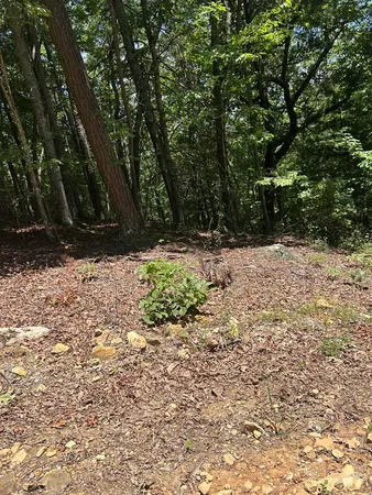 a view of a yard with trees