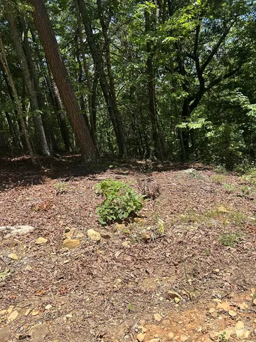 a view of a yard with trees