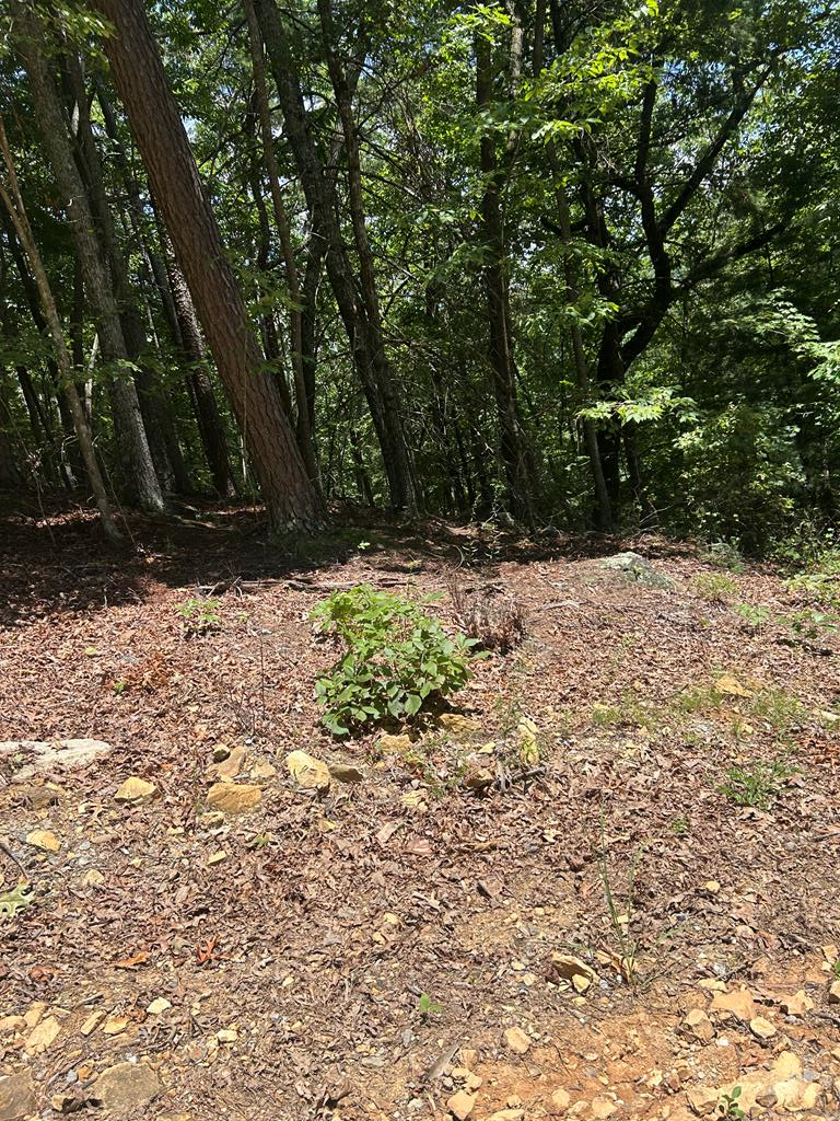 a view of a yard with trees
